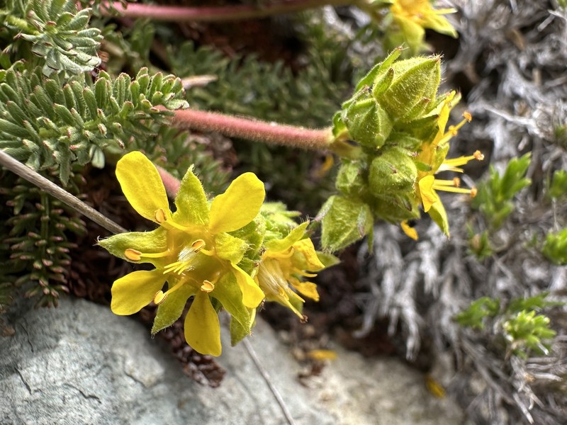 Tweedy's Ivesia photo 8