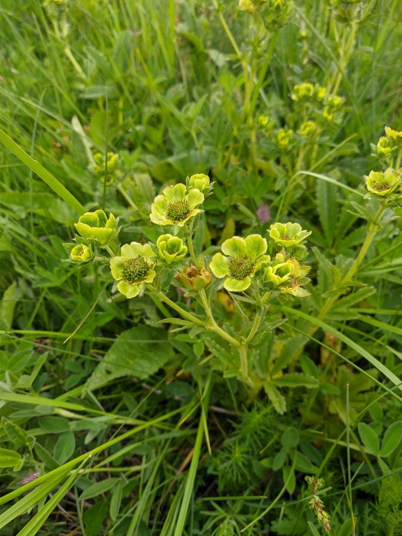 Potentilla umbrosa