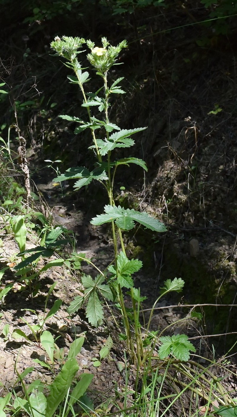 Potentilla umbrosa photo 2