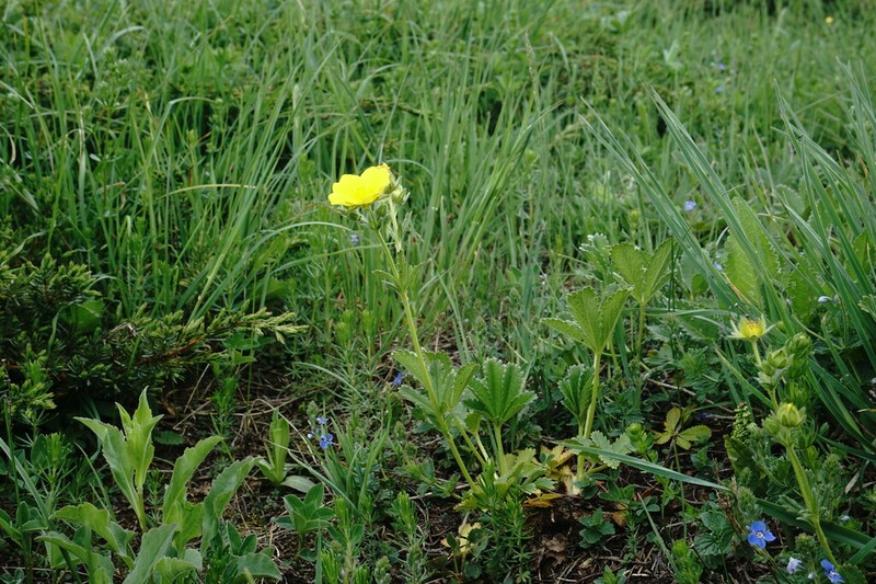 Potentilla umbrosa photo 3
