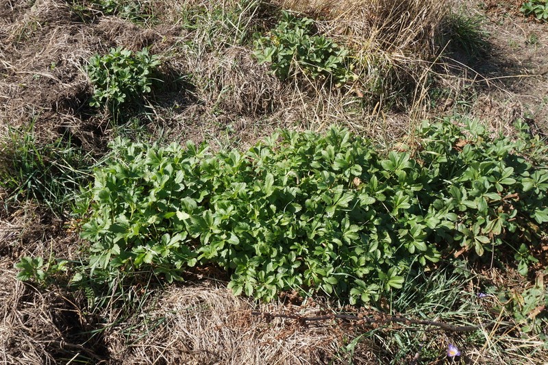 Potentilla umbrosa photo 4