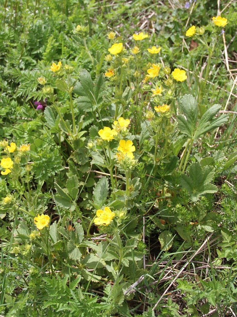 Potentilla umbrosa photo 5