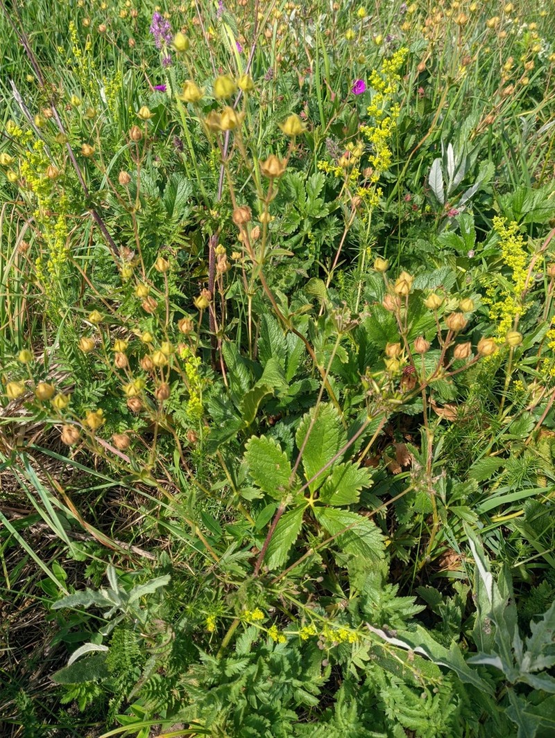 Potentilla umbrosa photo 6