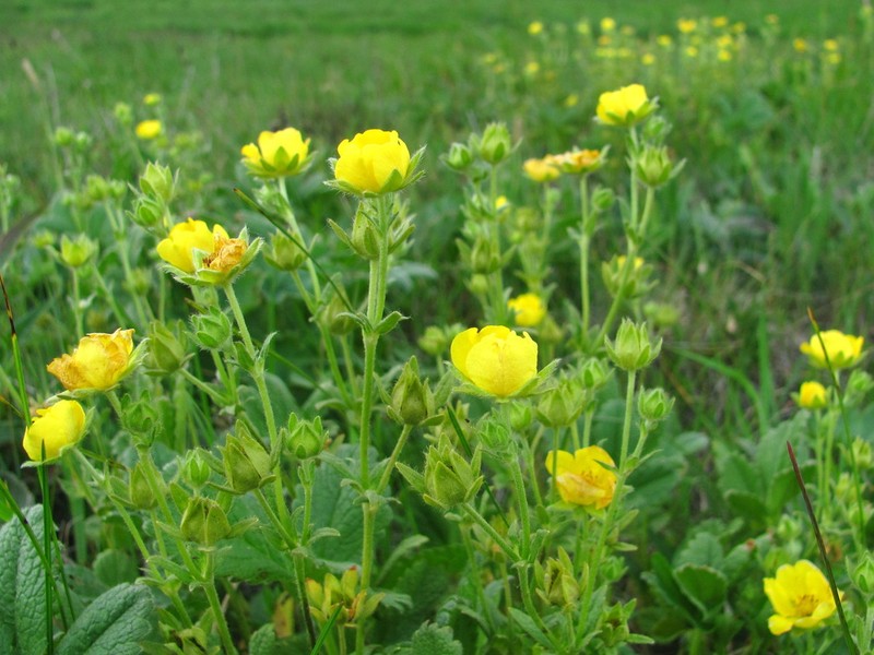 Potentilla umbrosa photo 7