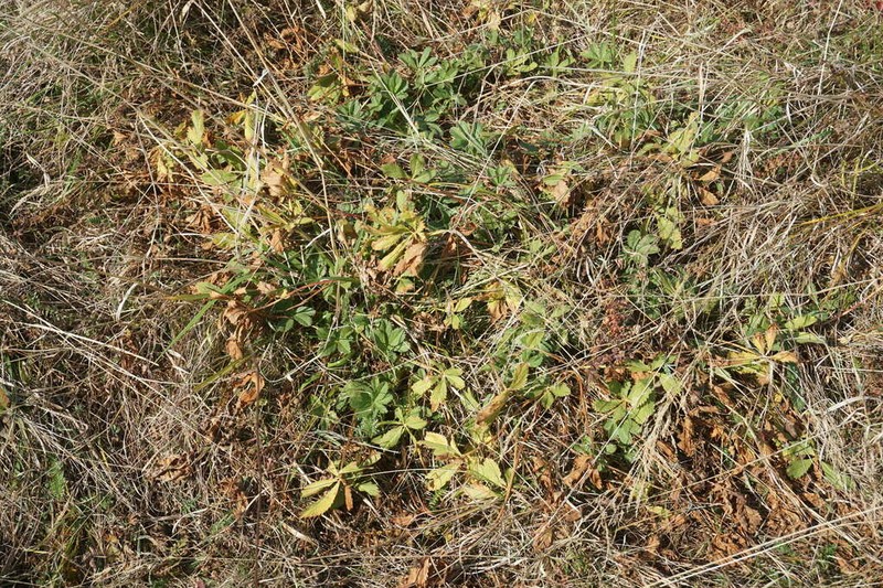 Potentilla umbrosa photo 8