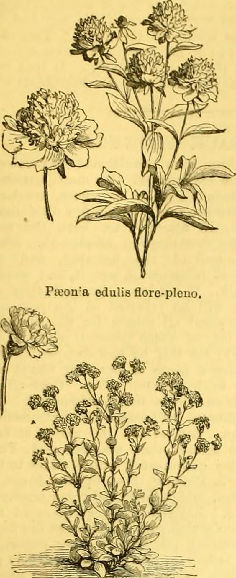 Oneflower Cinquefoil photo 3