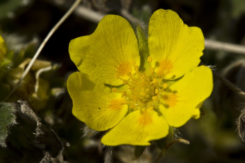 Oneflower Cinquefoil photo 4