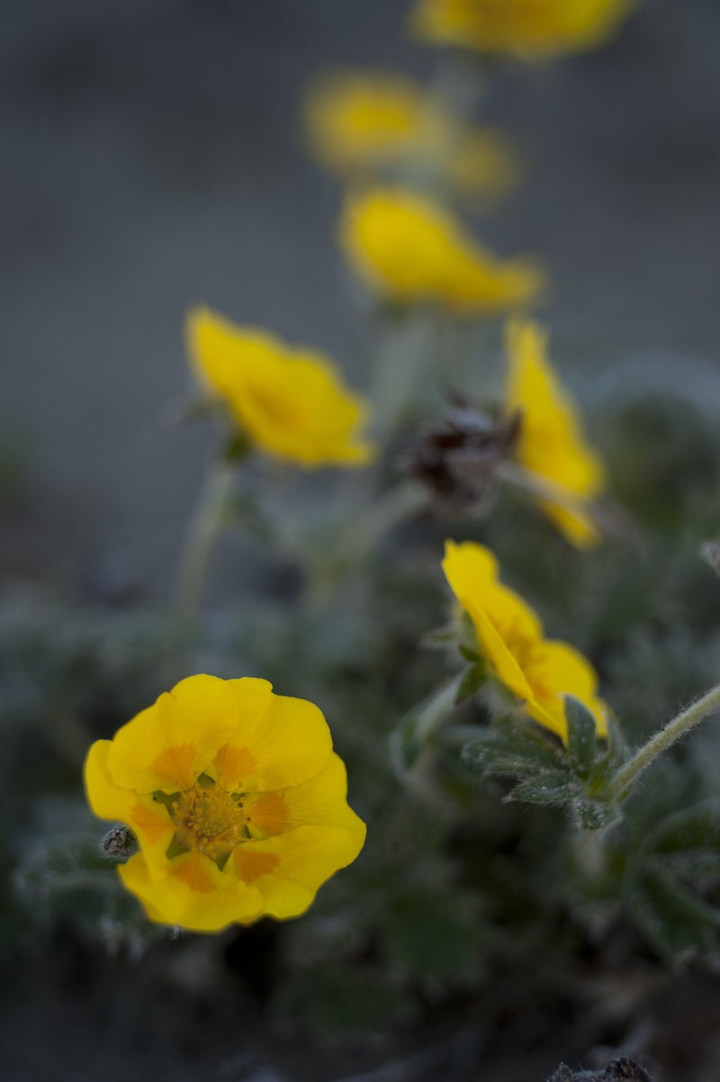 Oneflower Cinquefoil photo 5
