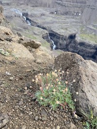 Oneflower Cinquefoil