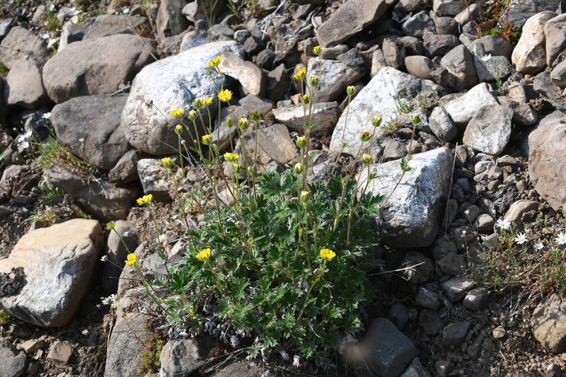 Oneflower Cinquefoil photo 2