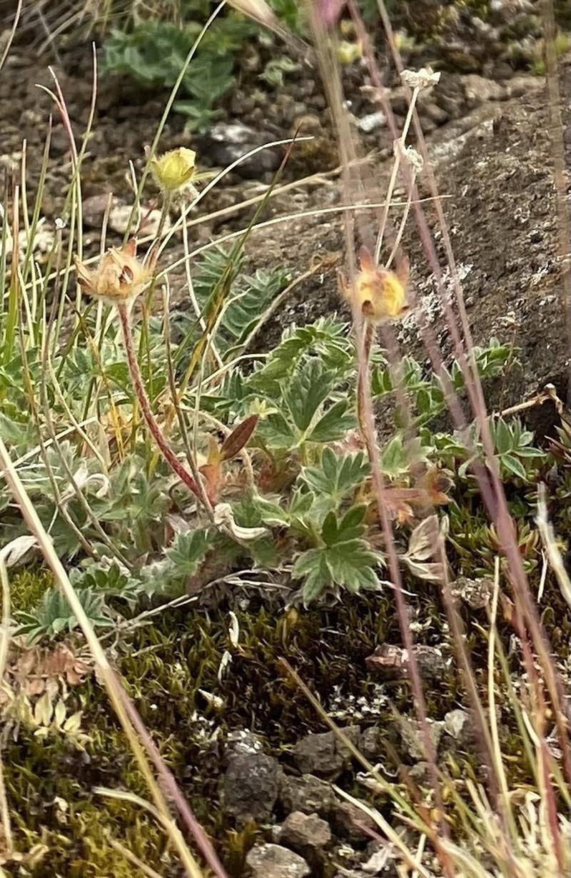 Oneflower Cinquefoil photo 3