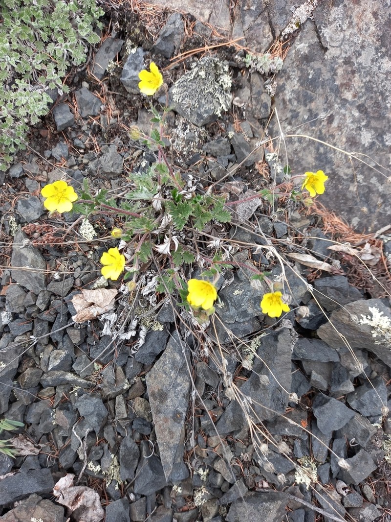 Oneflower Cinquefoil photo 4