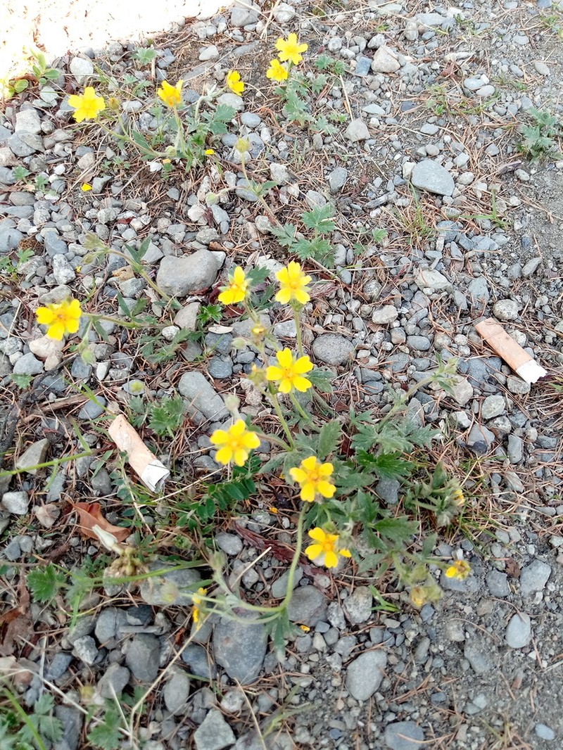Oneflower Cinquefoil photo 5