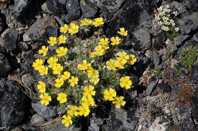 Oneflower Cinquefoil photo 6