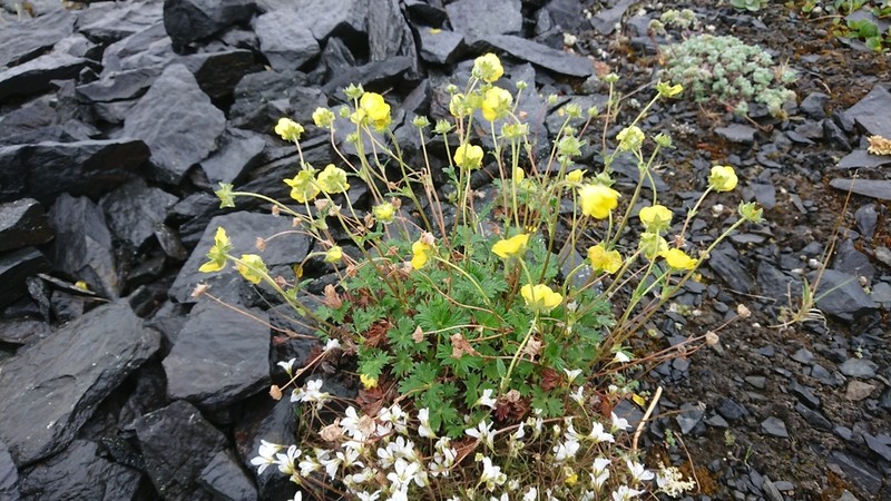 Oneflower Cinquefoil photo 7