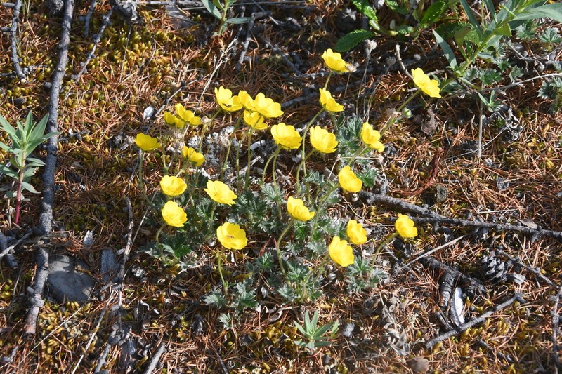 Oneflower Cinquefoil photo 8