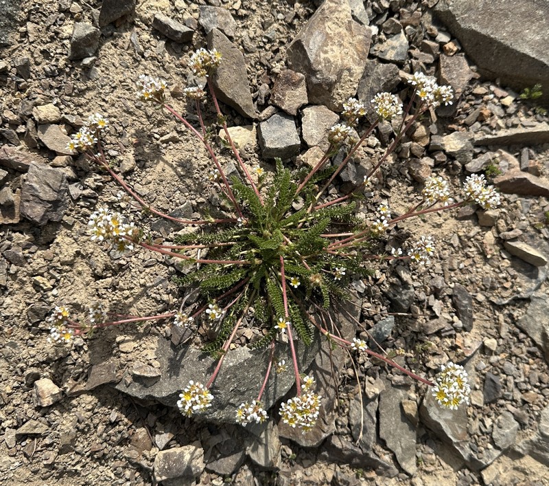 Utah Mousetail