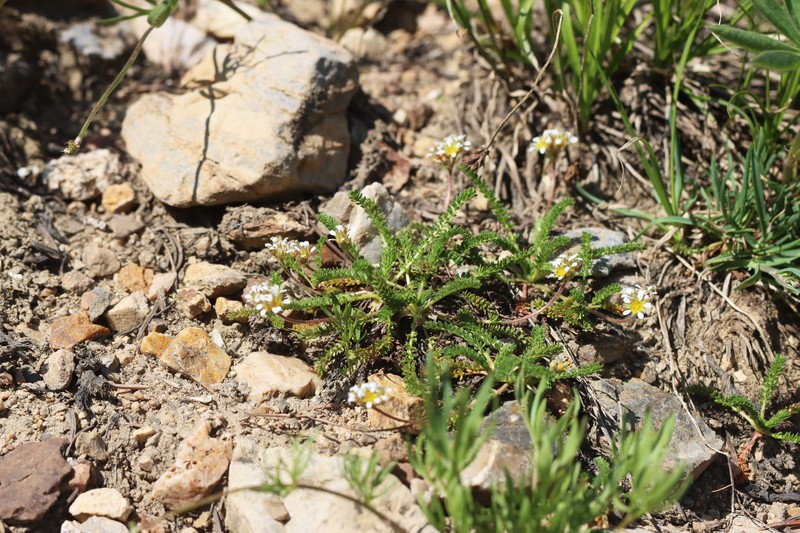 Utah Mousetail photo 3