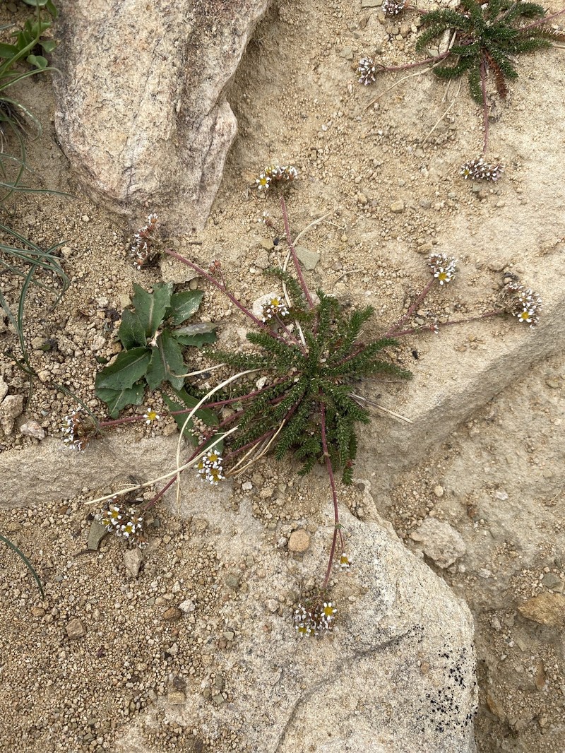 Utah Mousetail photo 6