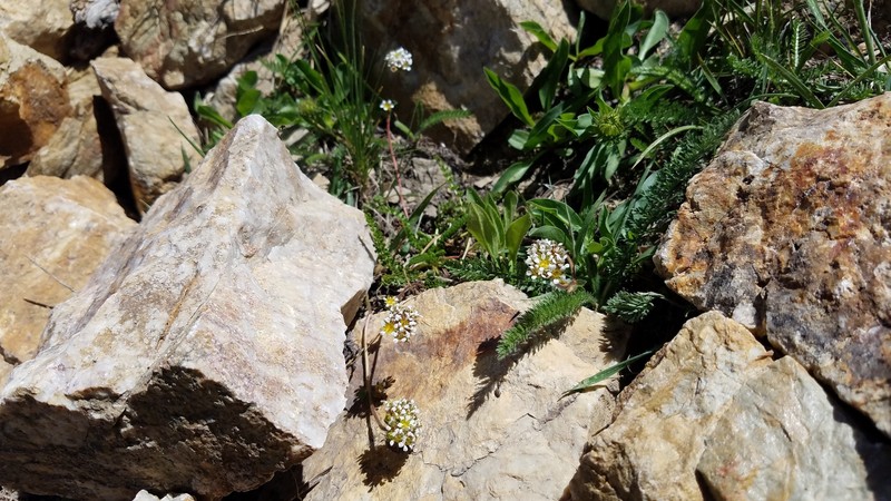 Utah Mousetail photo 7