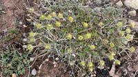 Vahl's Cinquefoil