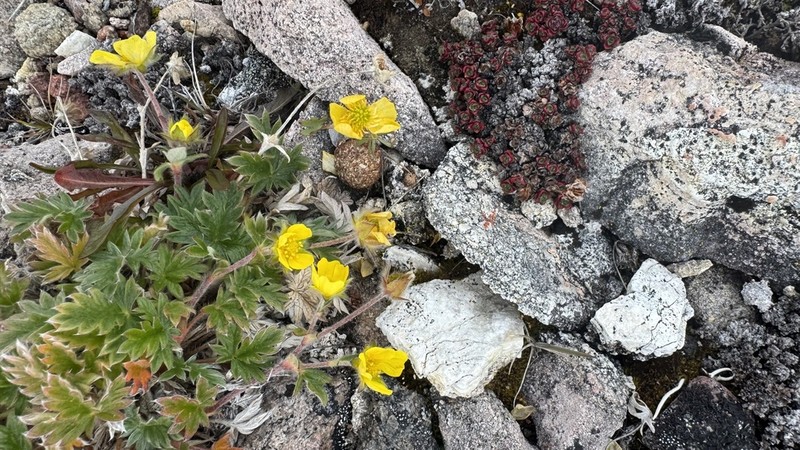 Vahl's Cinquefoil photo 2