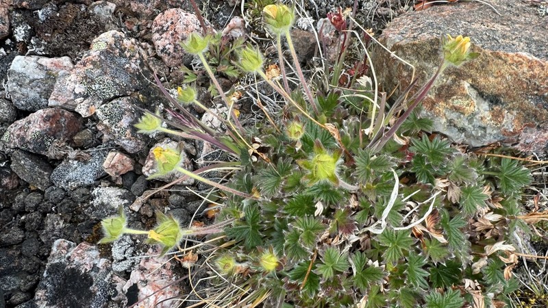 Vahl's Cinquefoil photo 3