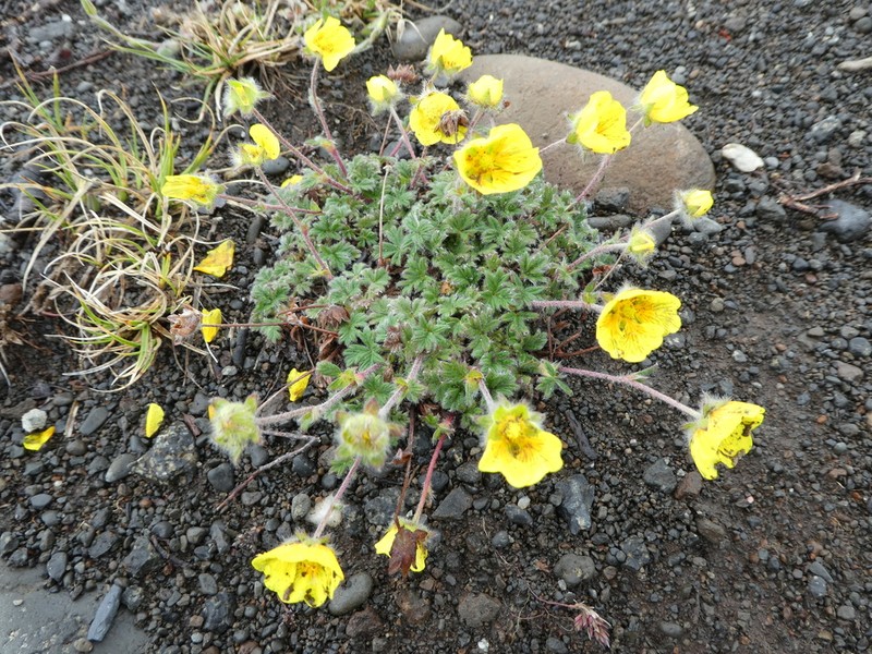 Vahl's Cinquefoil photo 4