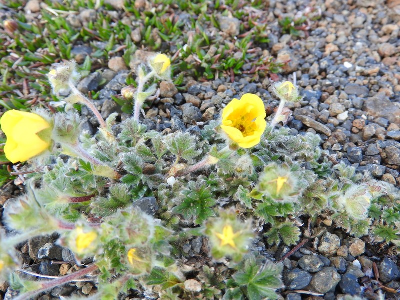 Vahl's Cinquefoil photo 5