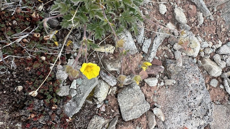 Vahl's Cinquefoil photo 6