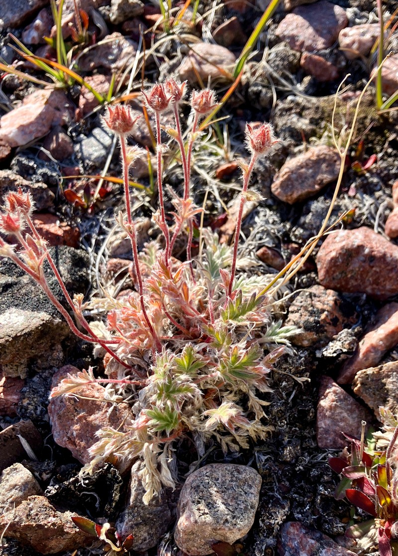 Vahl's Cinquefoil photo 7