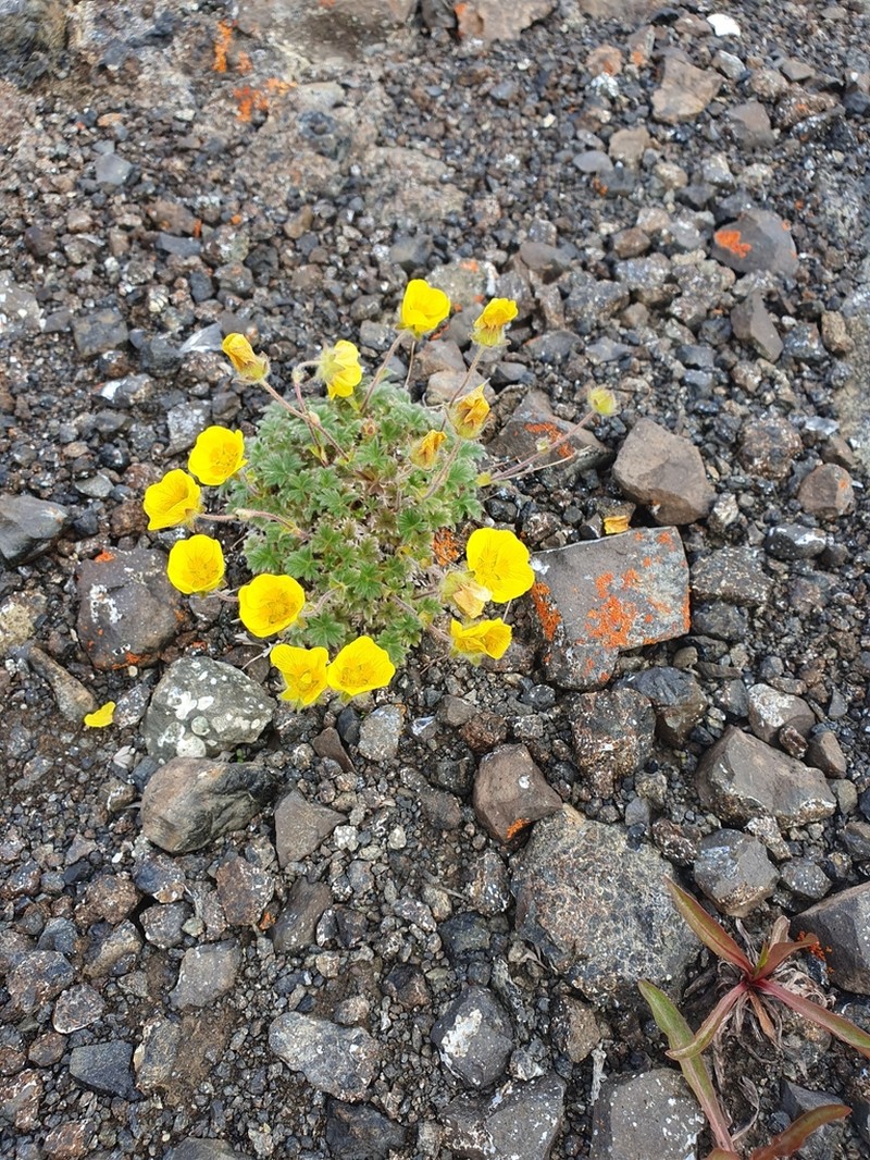 Vahl's Cinquefoil photo 8