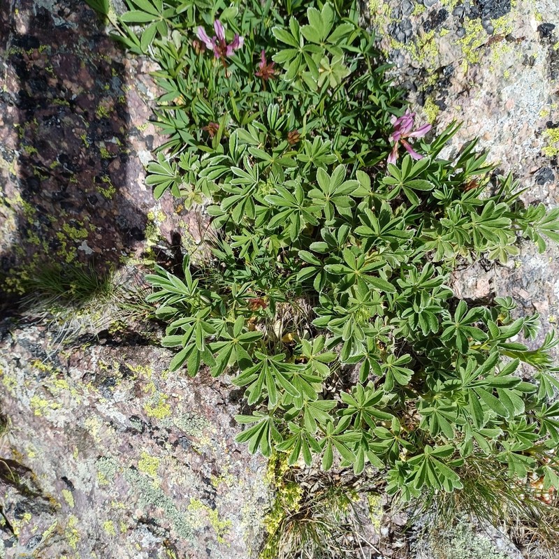 Potentilla valderia