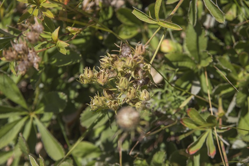 Potentilla valderia photo 2