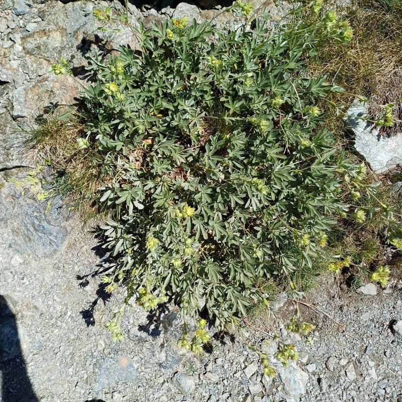 Potentilla valderia photo 4