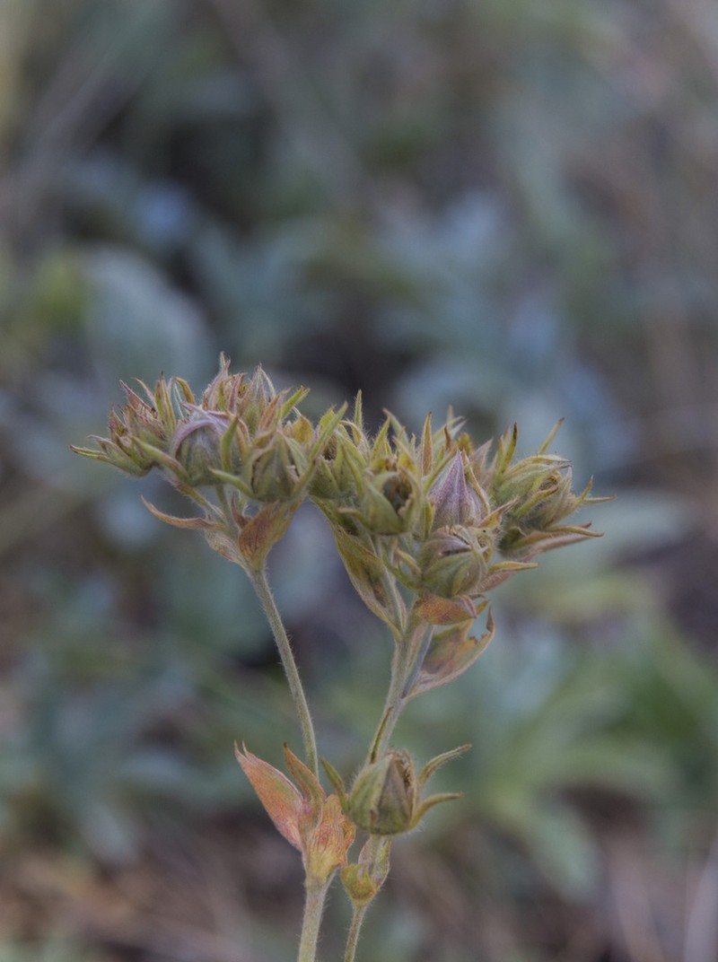 Potentilla valderia photo 5