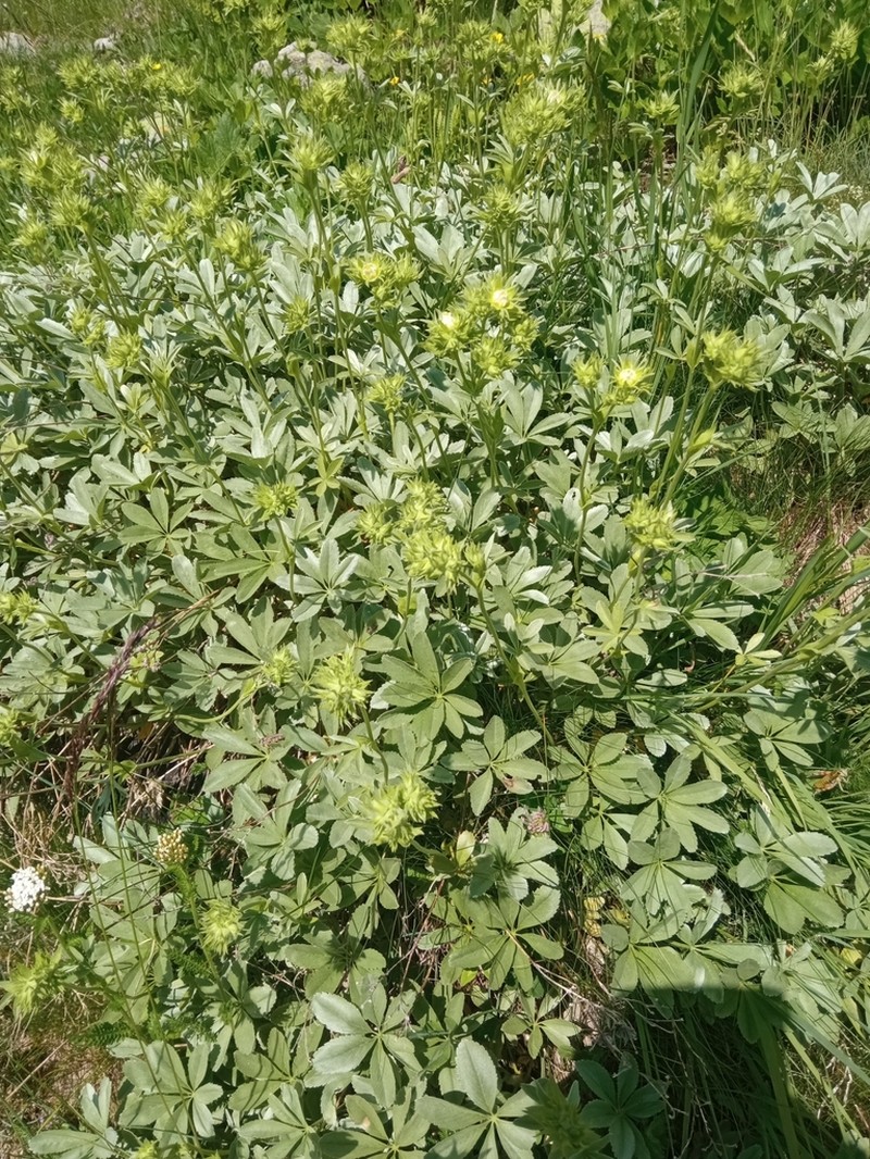 Potentilla valderia photo 6