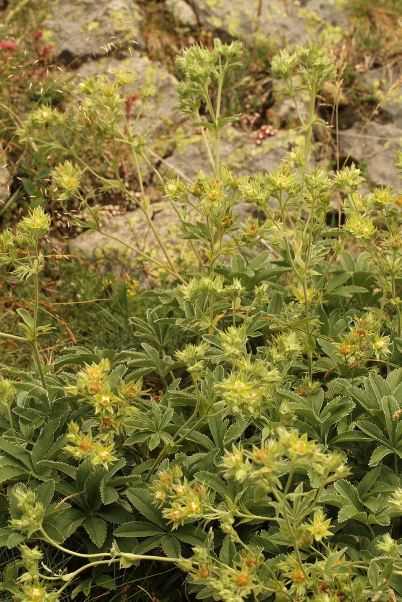 Potentilla valderia photo 7