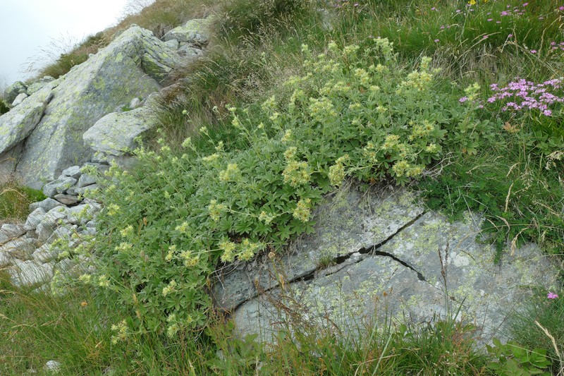 Potentilla valderia photo 8