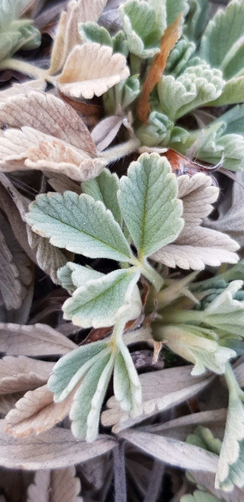 Potentilla velutina