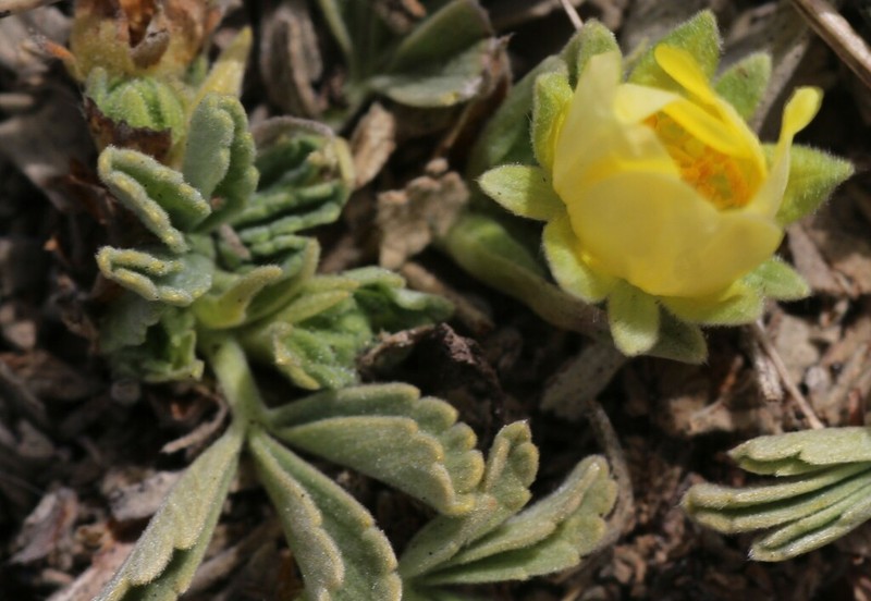 Potentilla velutina photo 2