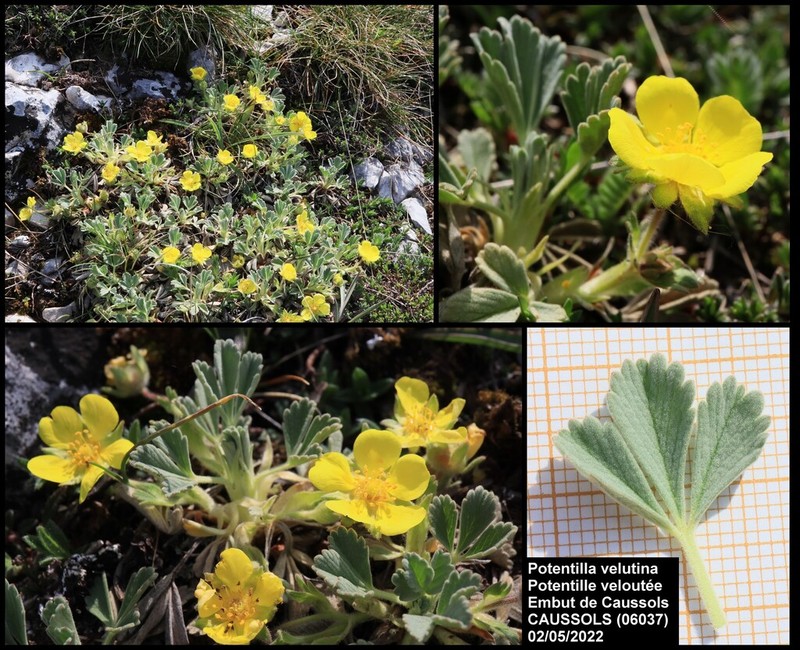 Potentilla velutina photo 3