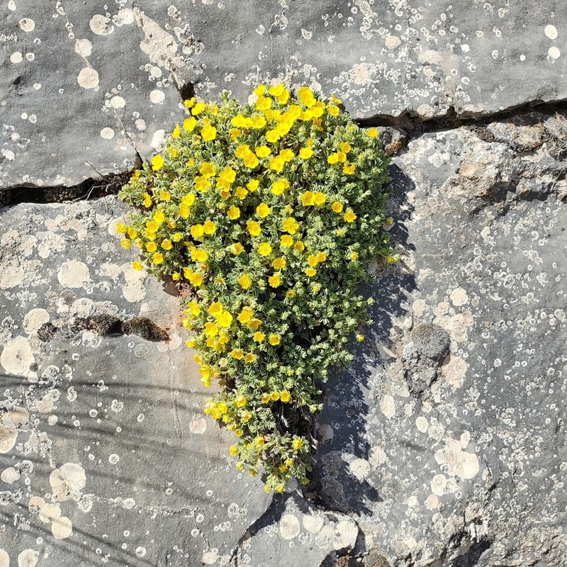 Potentilla velutina photo 4