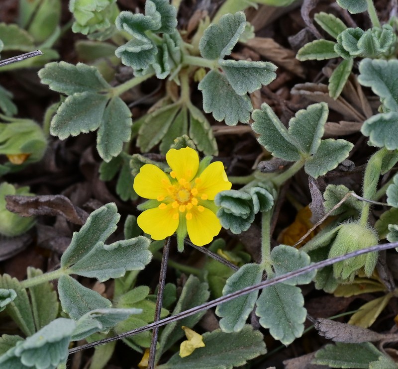 Potentilla velutina photo 5