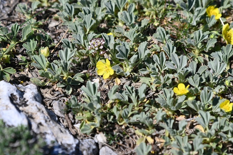 Potentilla velutina photo 6