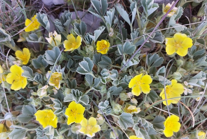 Potentilla velutina photo 7