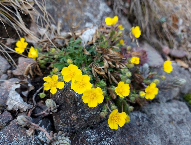 Potentilla verna