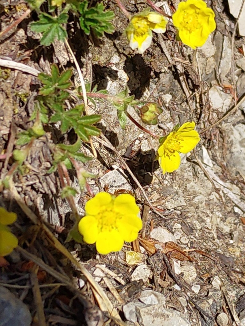 Potentilla verna photo 2