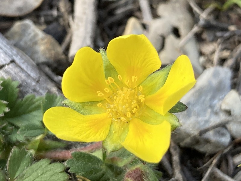 Potentilla verna photo 3
