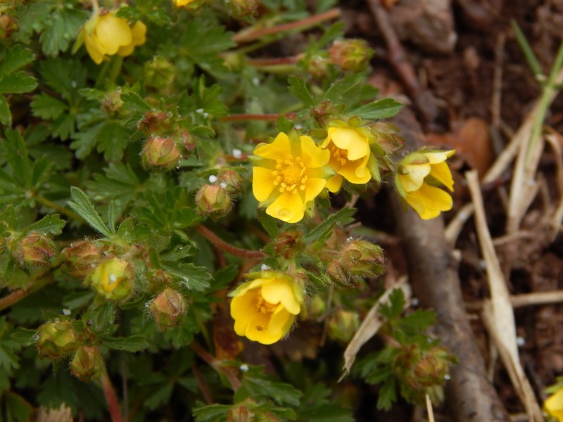 Potentilla verna photo 4